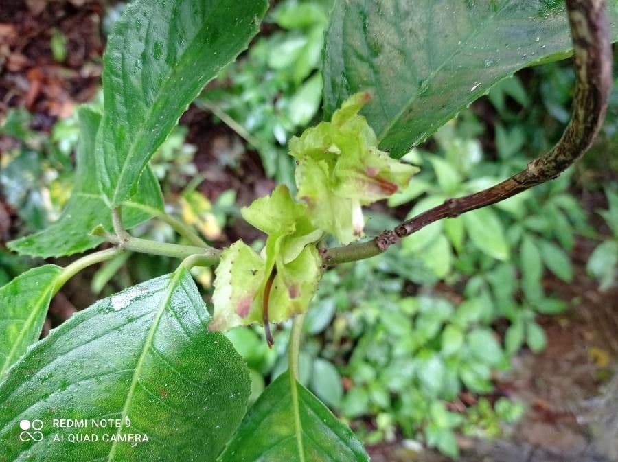 Drymonia seghettata 9