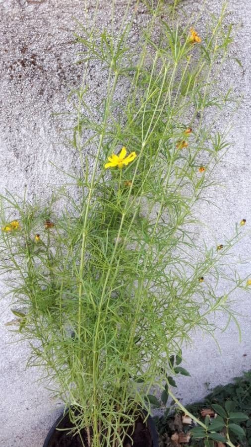 Coreopsis palmata 11
