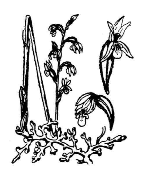 Corallorhize trifide 21