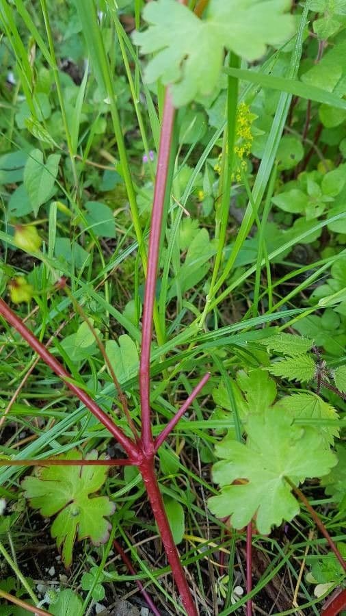 Geranio lucido 22