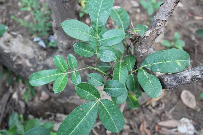 Zanthoxylum zanthoxyloides 11