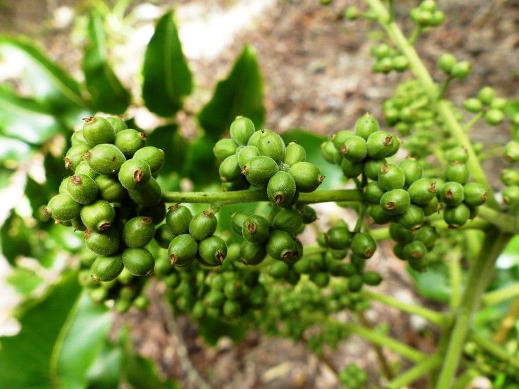 Polyscias