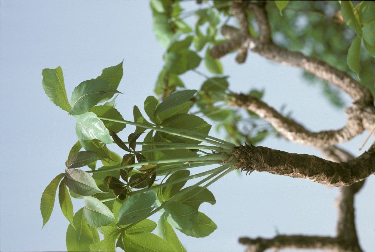 Cussonia 7