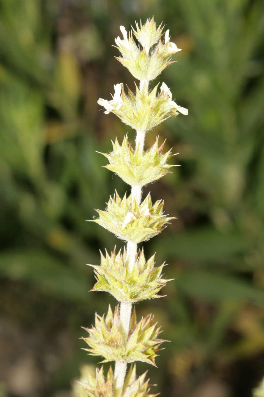 Sideritis 24