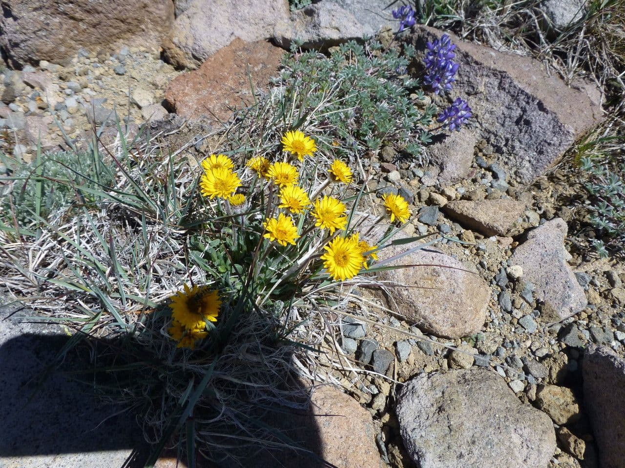Erigeron dorato 5