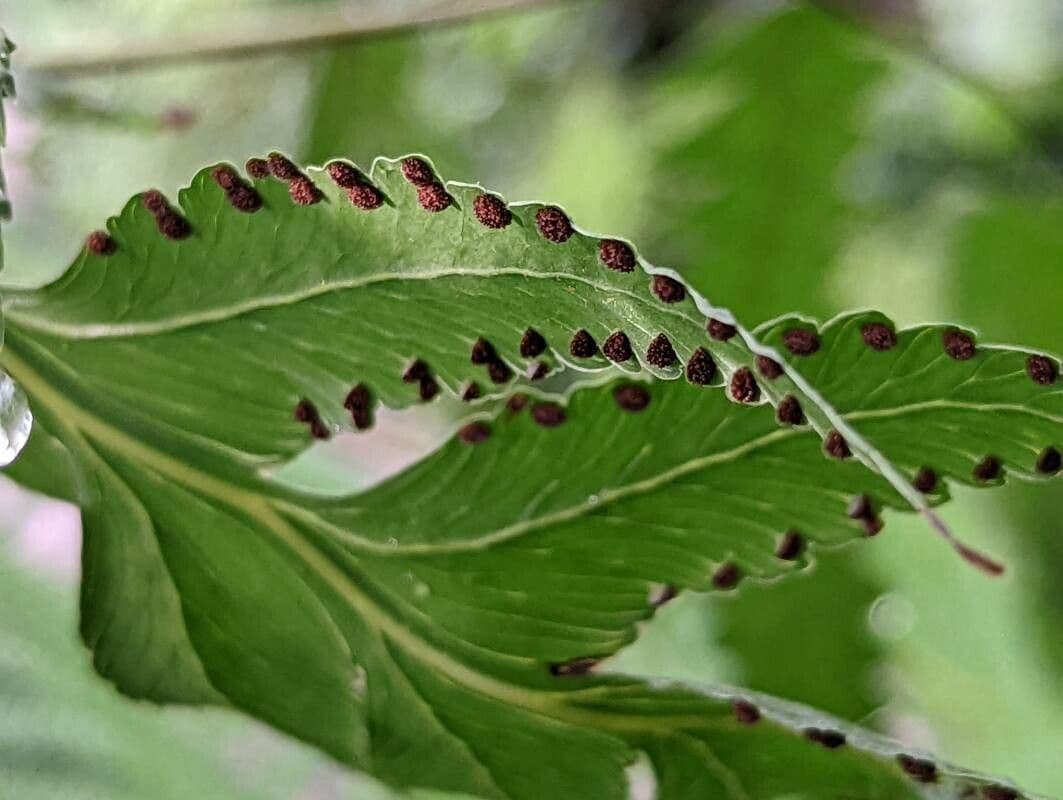 Microlepia platyphylla