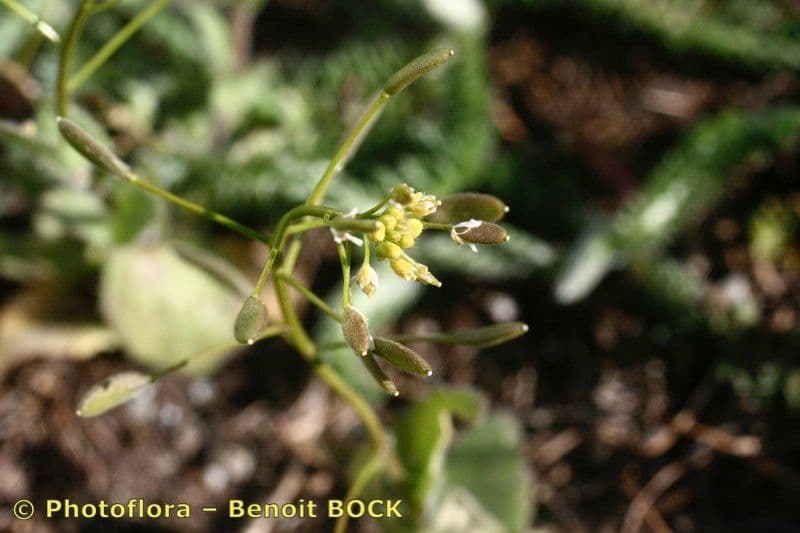 Draba lesná
