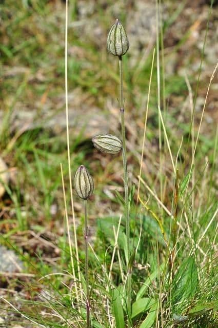 Silene uralensis 6