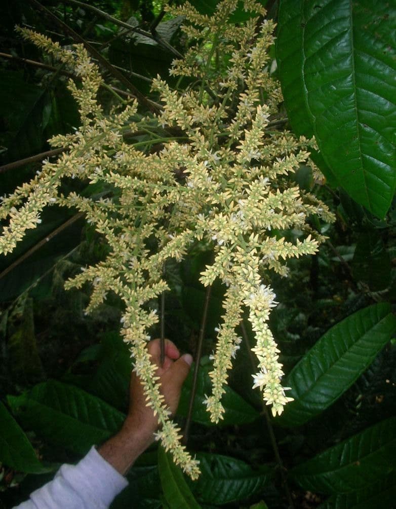 Talisia 11