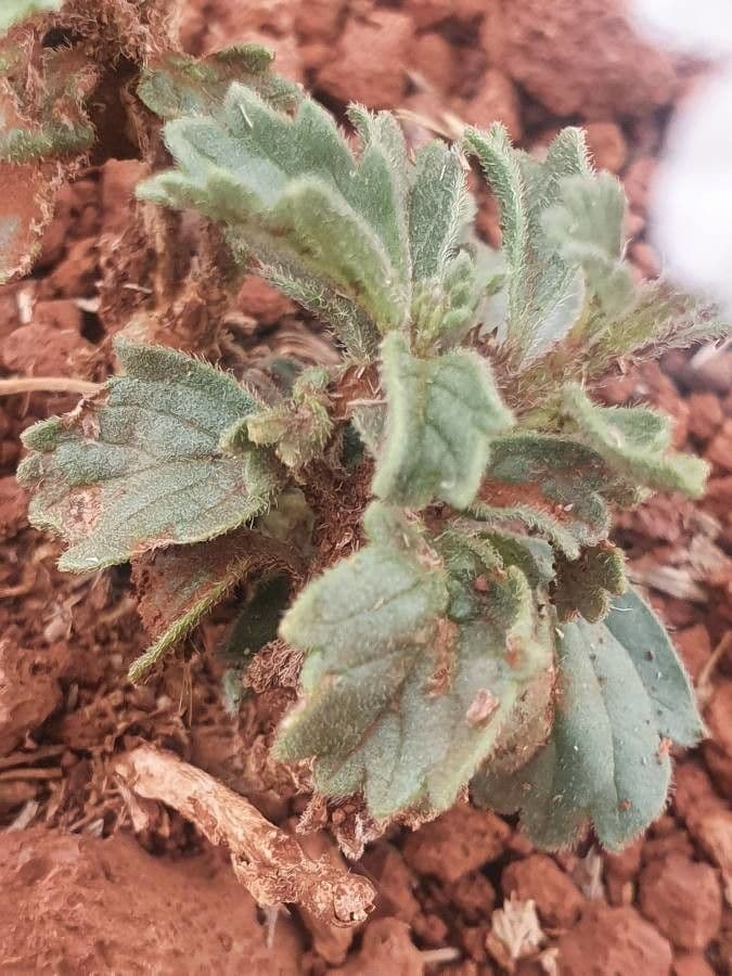 Chasmanthium 11