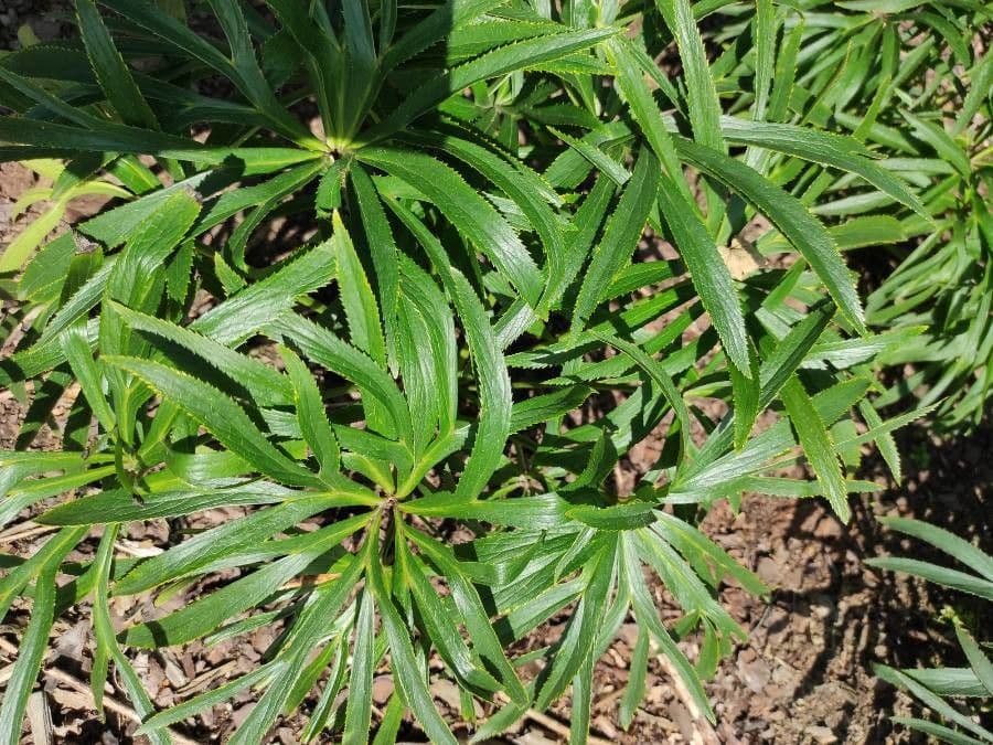 Elleboro verde precoce 5