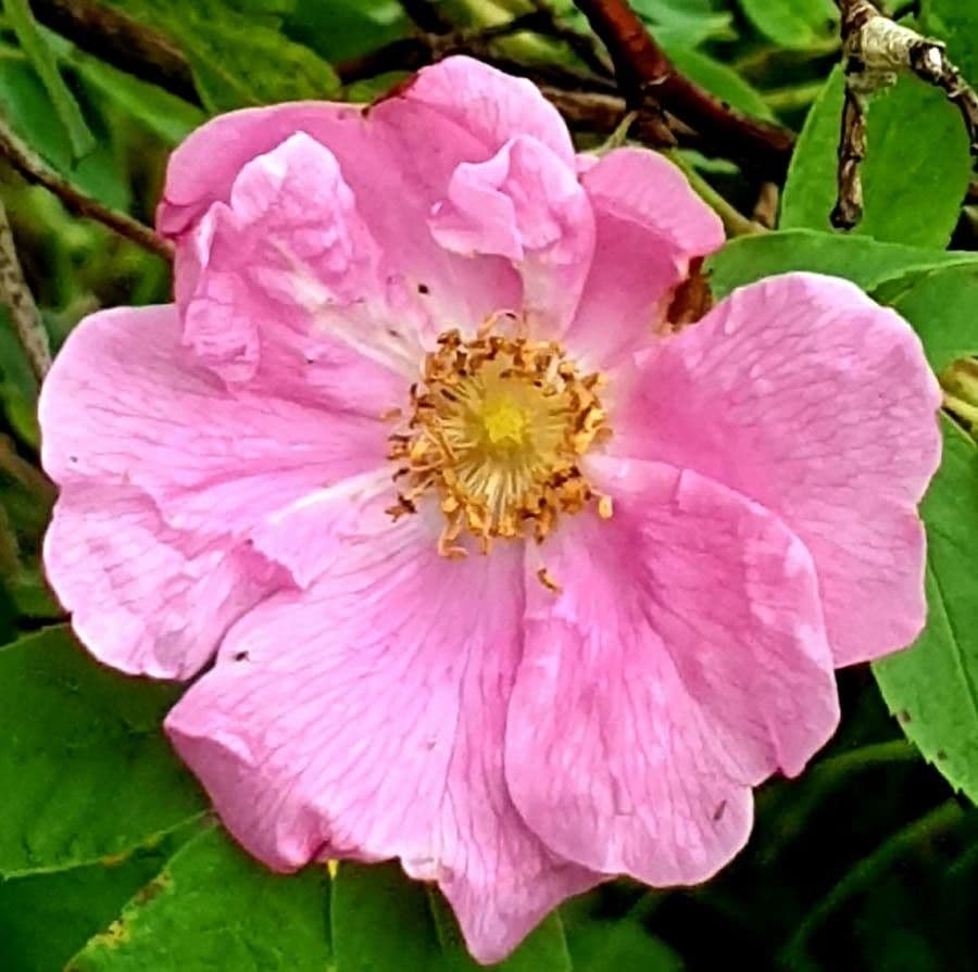 Rosa di maggio 7