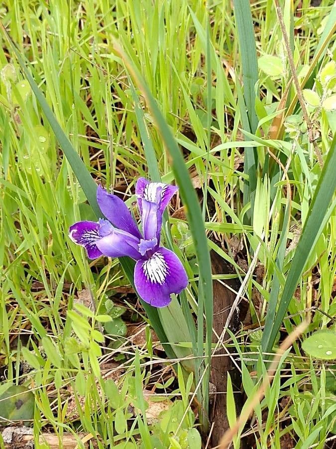 Großgetigerte Iris 5
