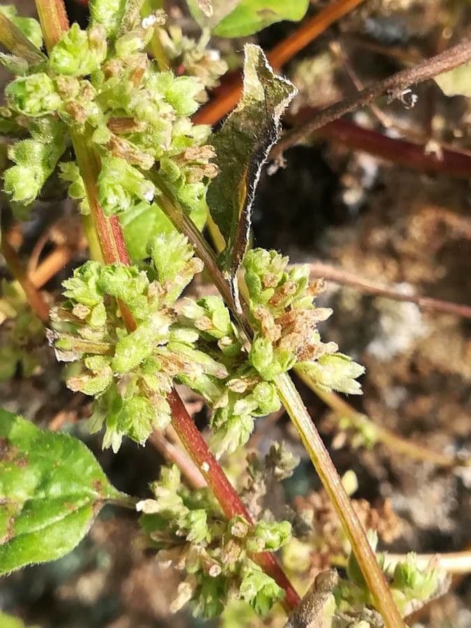 Parietaria 2