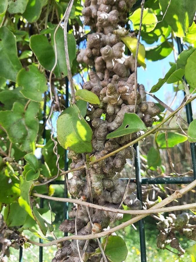 Cissus 12