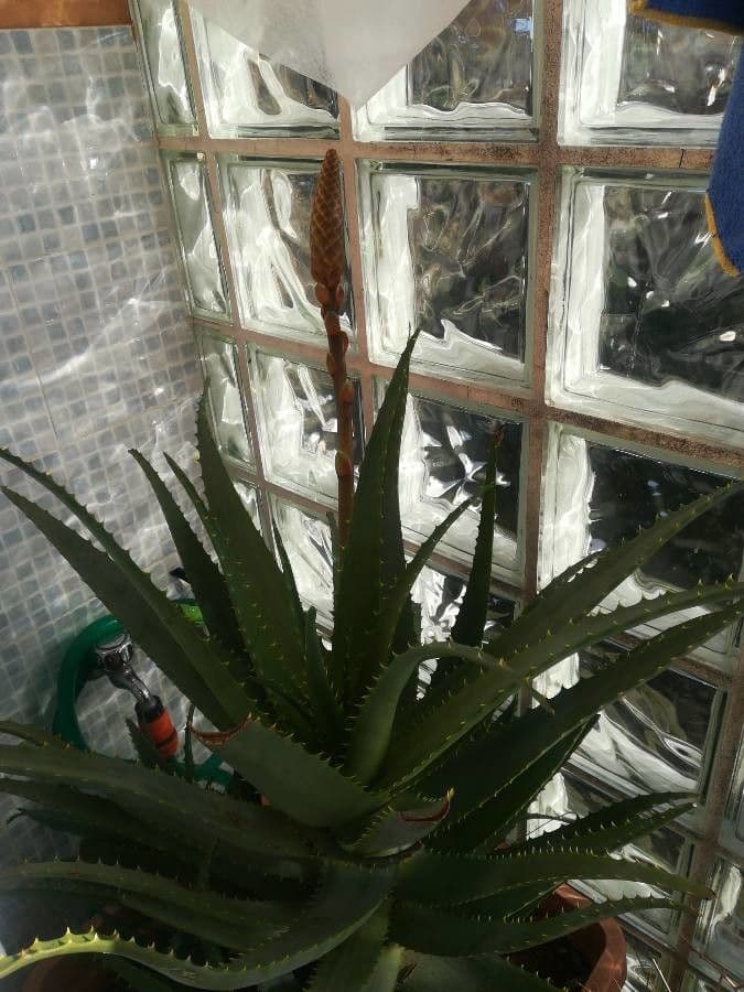 Baum-Aloe 2