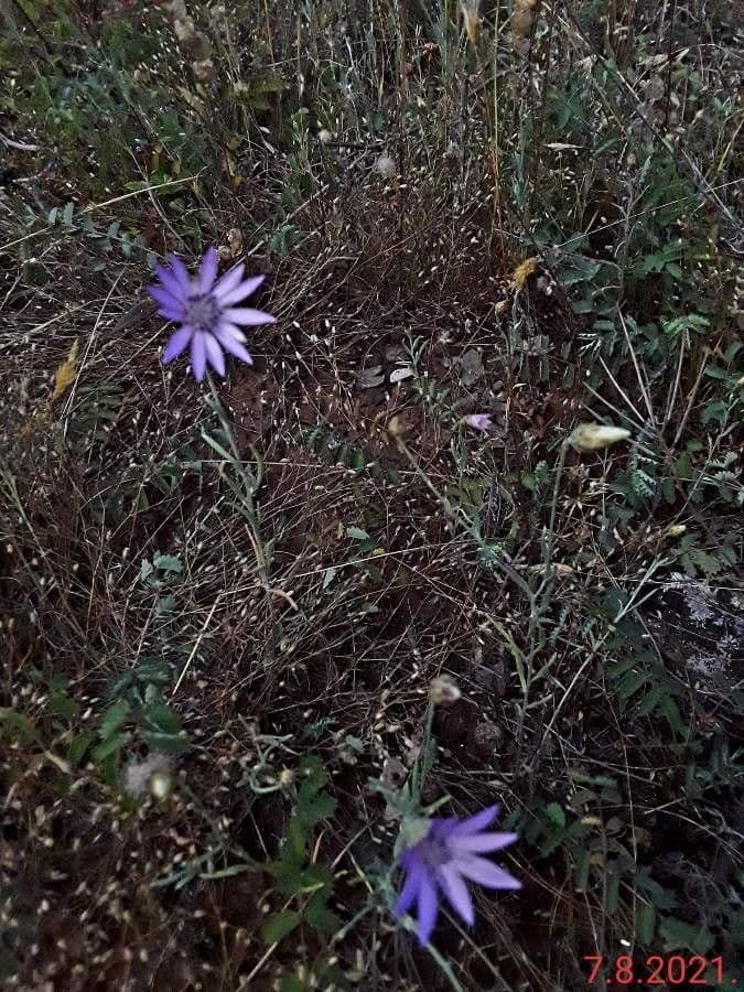 Immortelle annuale 13