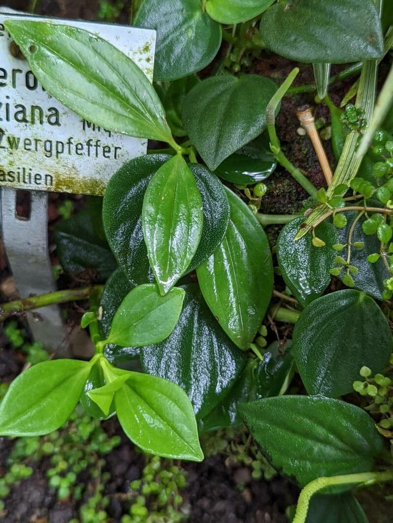 Peperomia velloziana 6