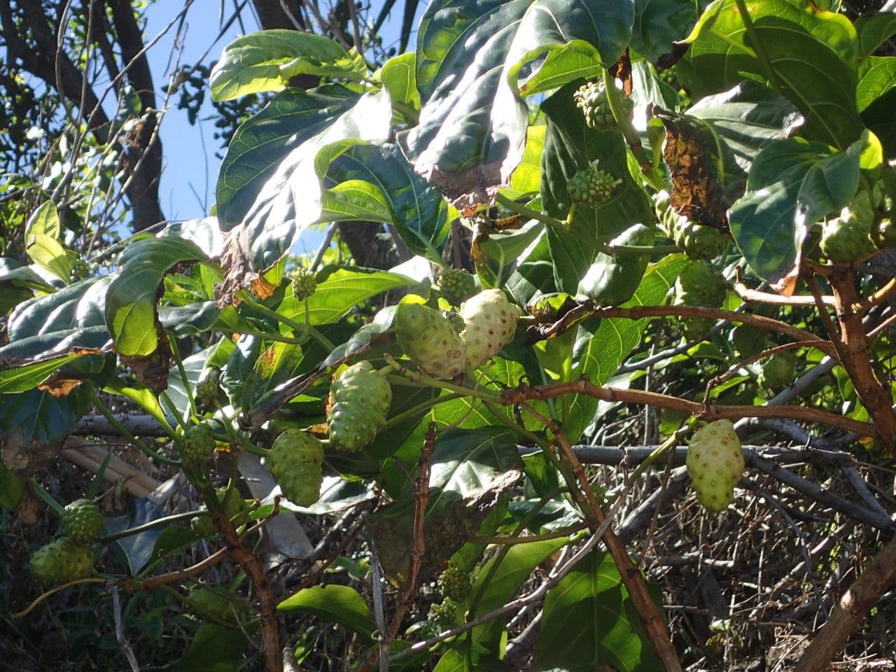 Indische Maulbeere 30