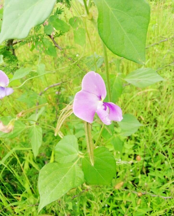 Vigna vexillata