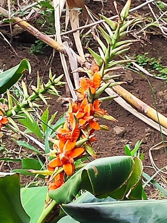 Zázvorník gardnerov 8