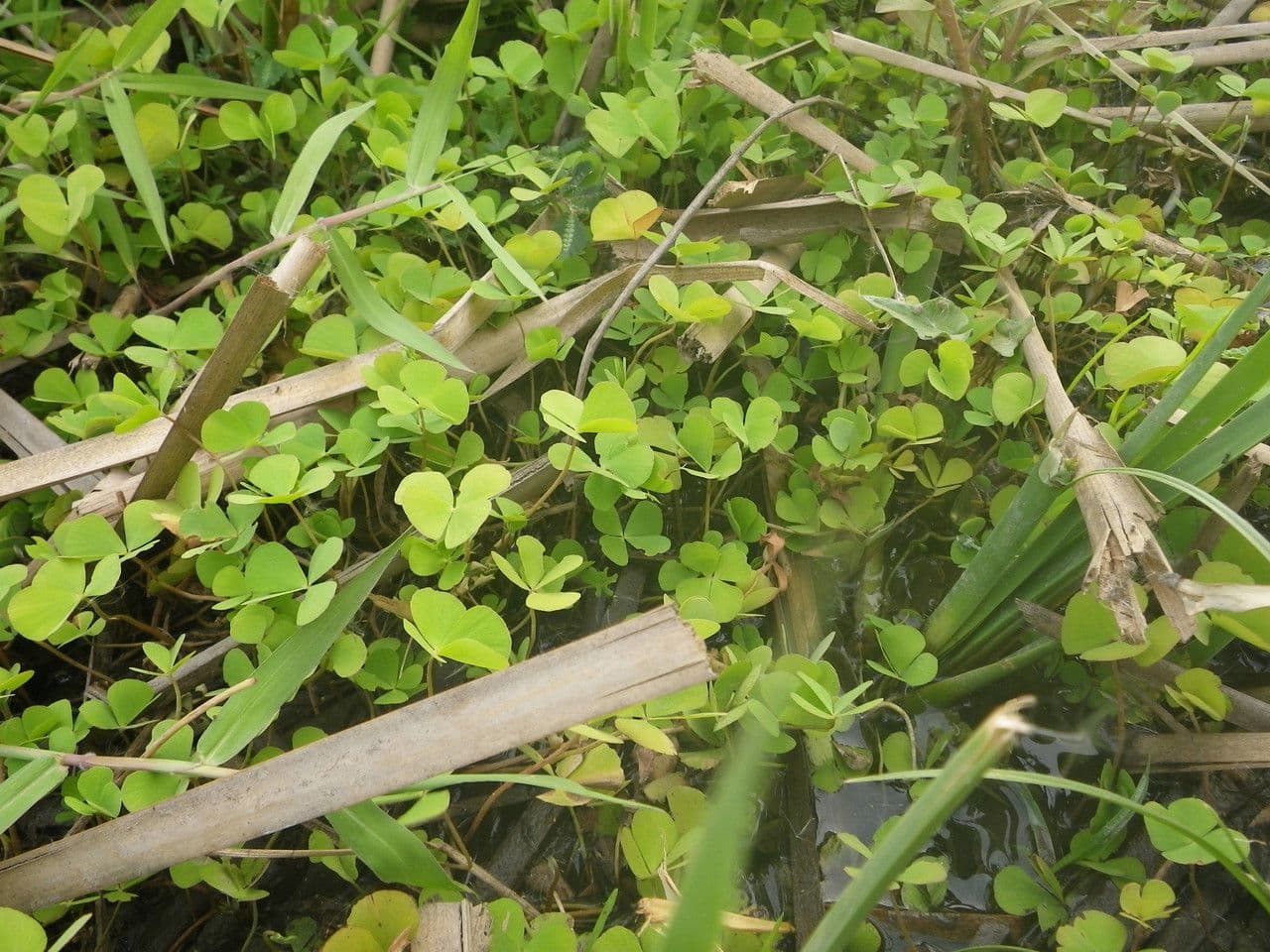 Marsilea minuta 15
