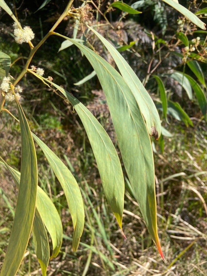 Acacia falcata 6