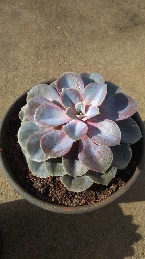 Echeveria 12