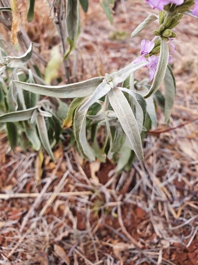 Hypoestes aristata 14