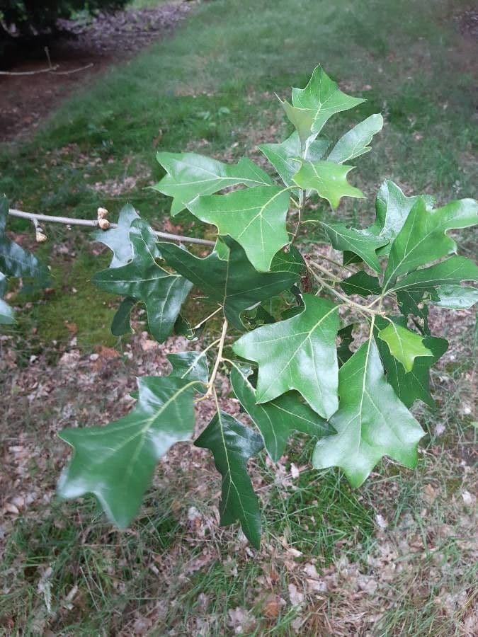 Quercia ilex 9