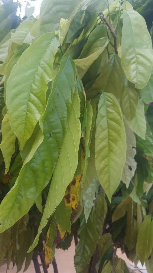 Cacao 18
