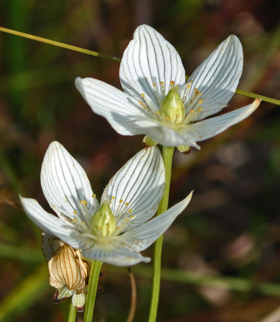 Parnassia glauca 4