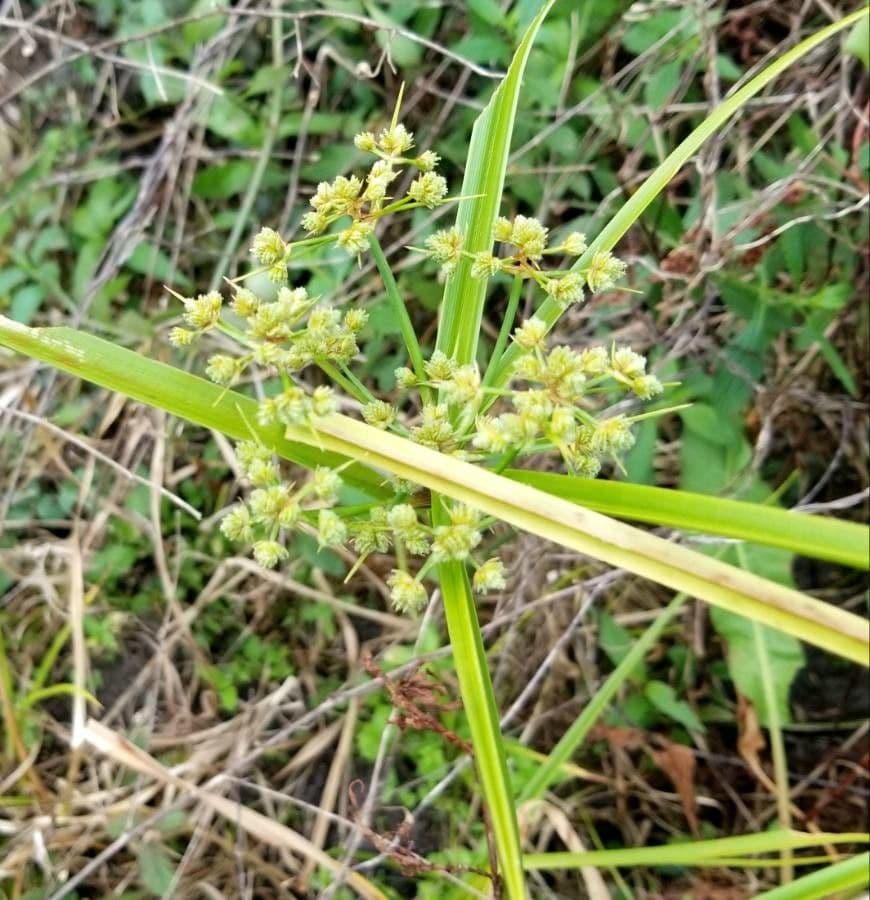 Eleocharis ovata 16