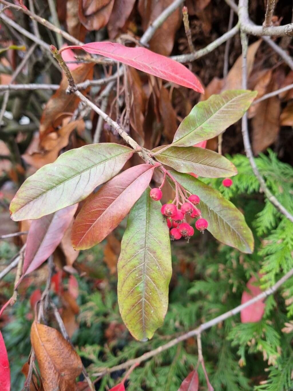 Cotoneaster 13