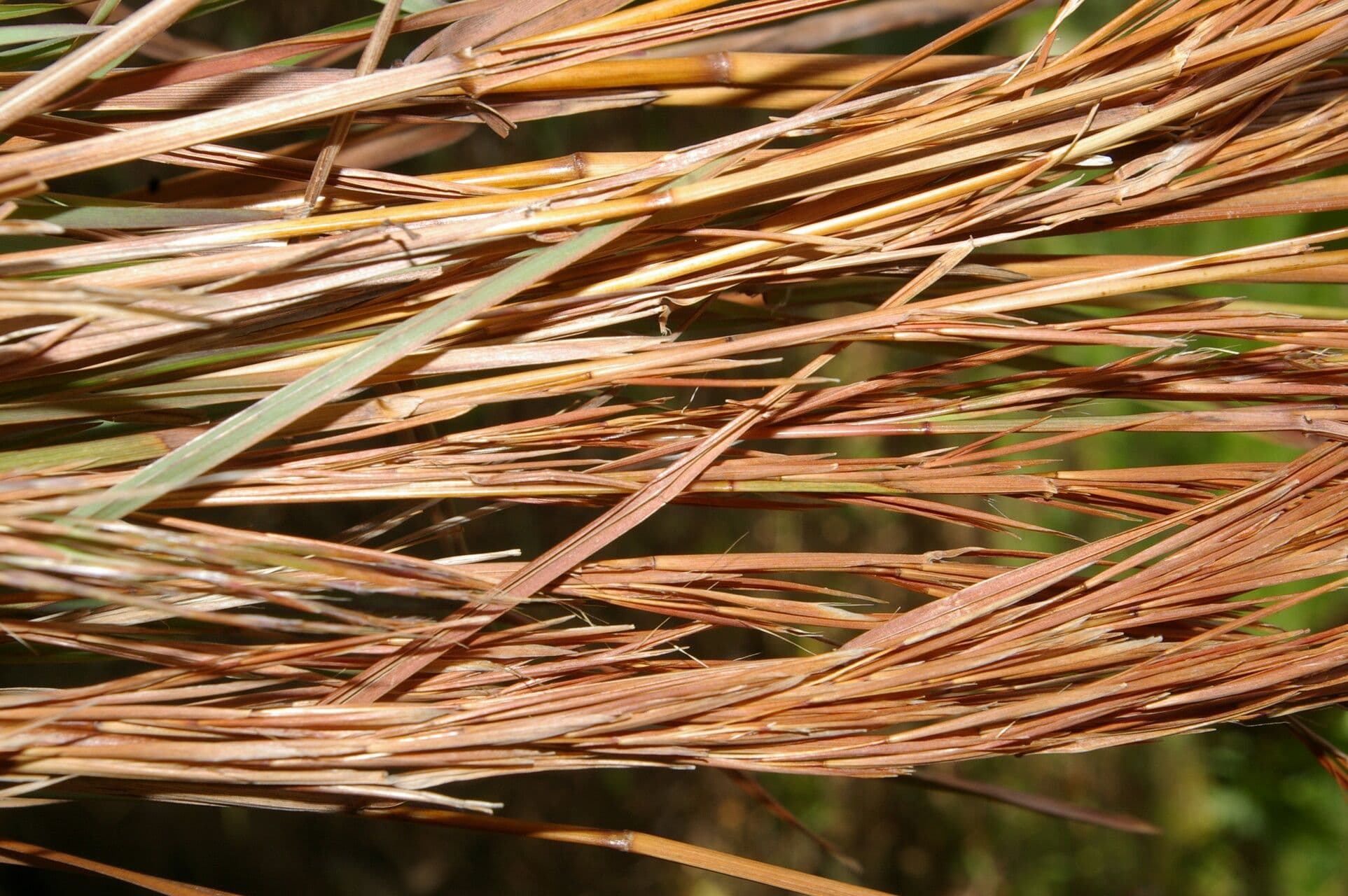 Broomsedge 5