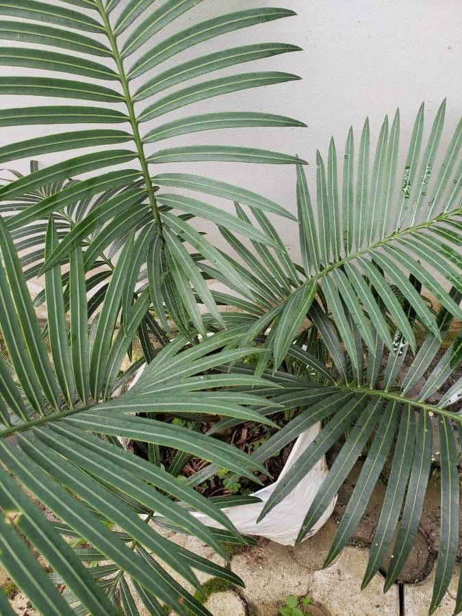 Kongo-Riesen-Palmfarn 8