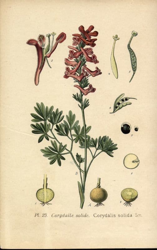 Colombina solida 25