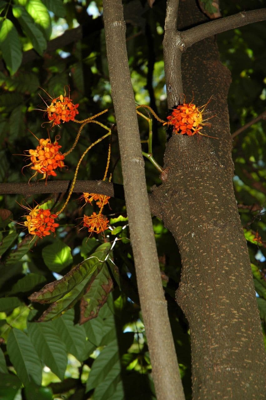 Saraca rossa