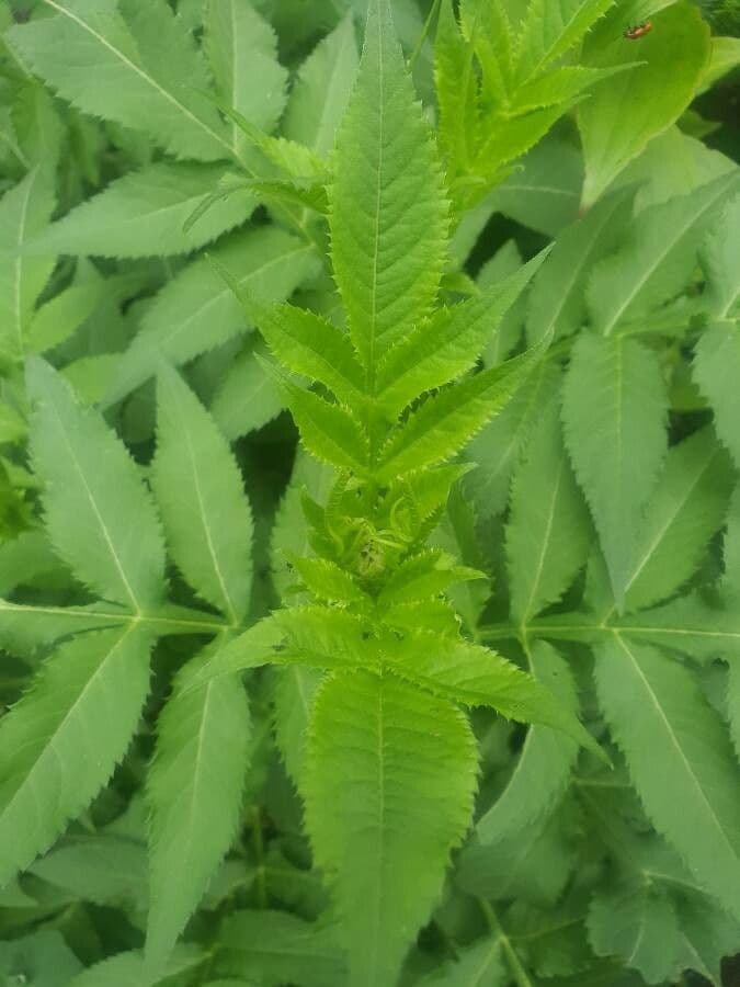 Cephalaria alpina 20