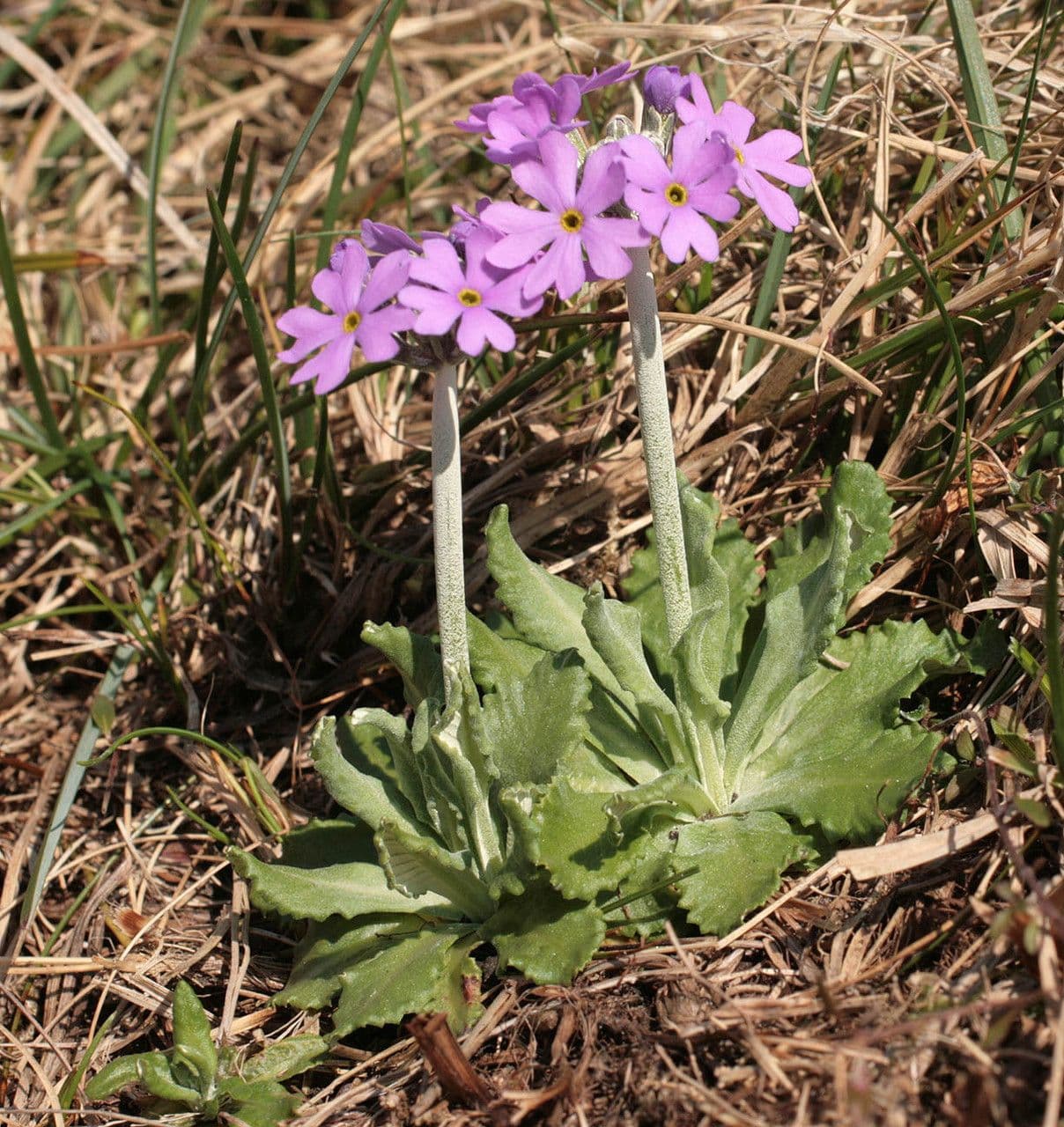 Primula di Laurent 11