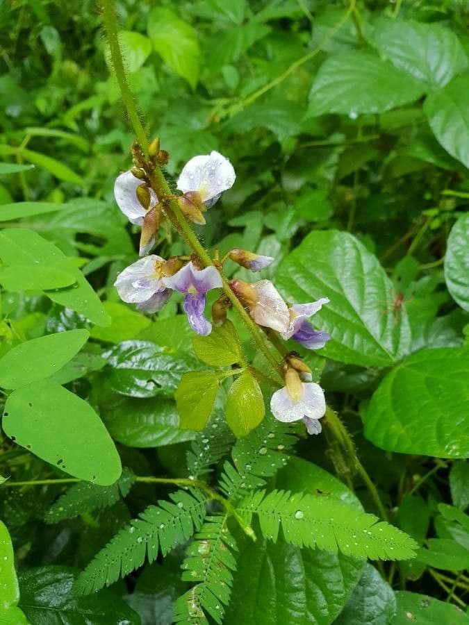 Calopogonium 9