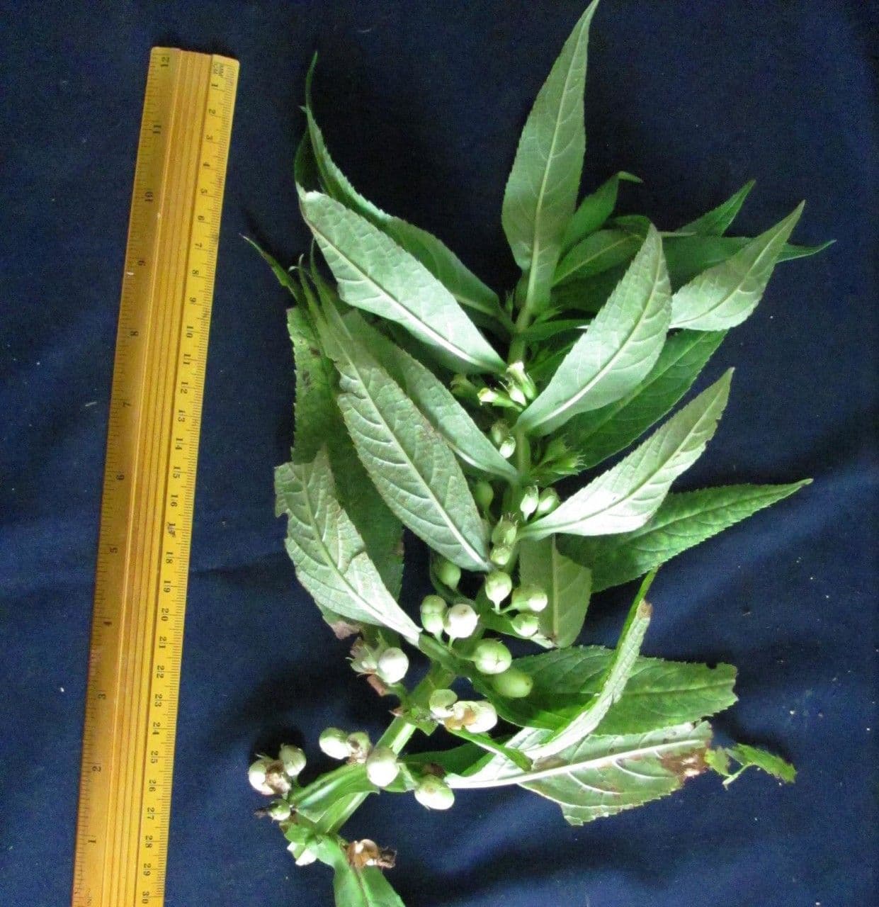 Leucocarpus 3