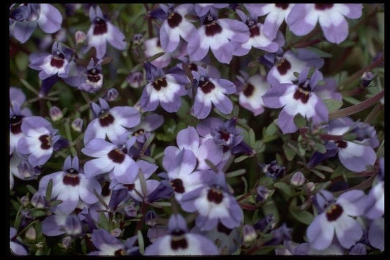 Downingia concolor 7