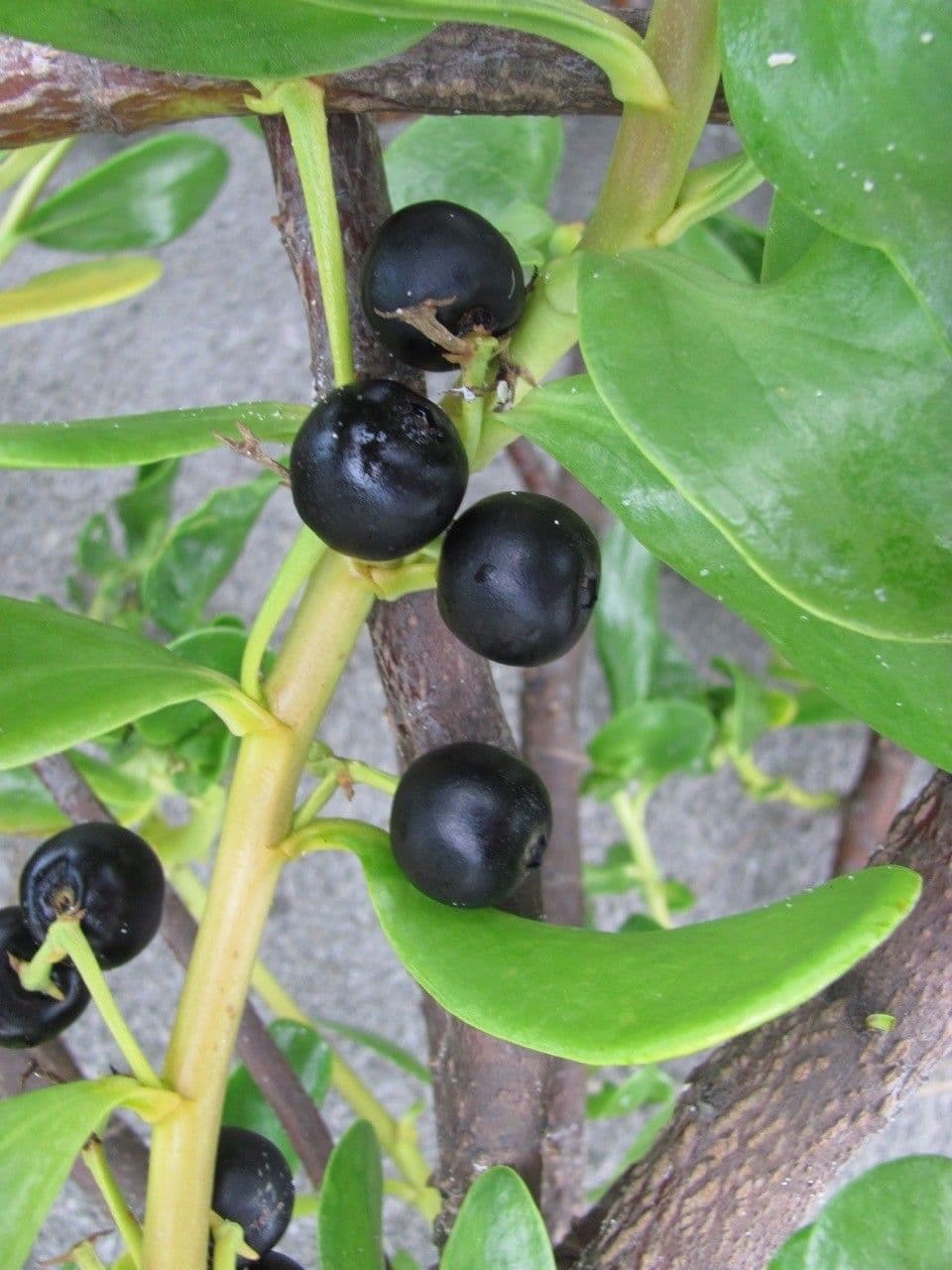 Scaevola 5