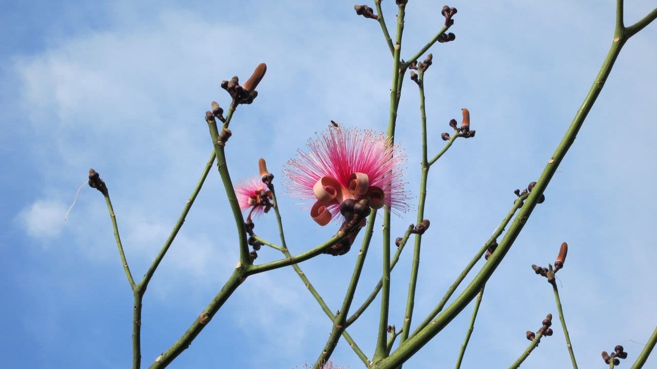 Pseudobombax ellipticum 27