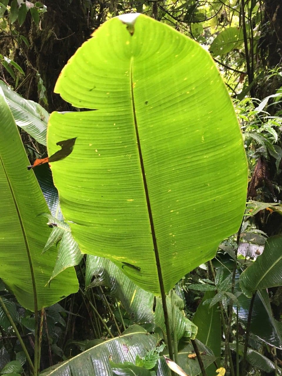 Heliconia 10