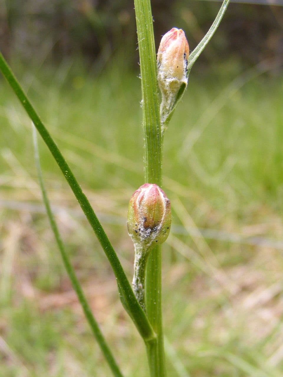 Podospermum 2