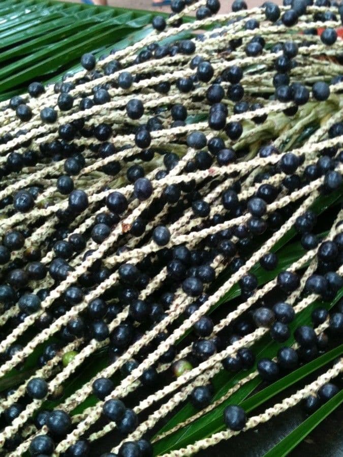 Açai 4