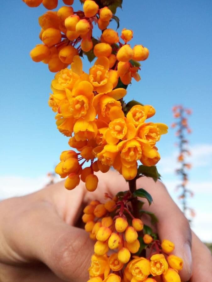 Berberis de Darwin 6