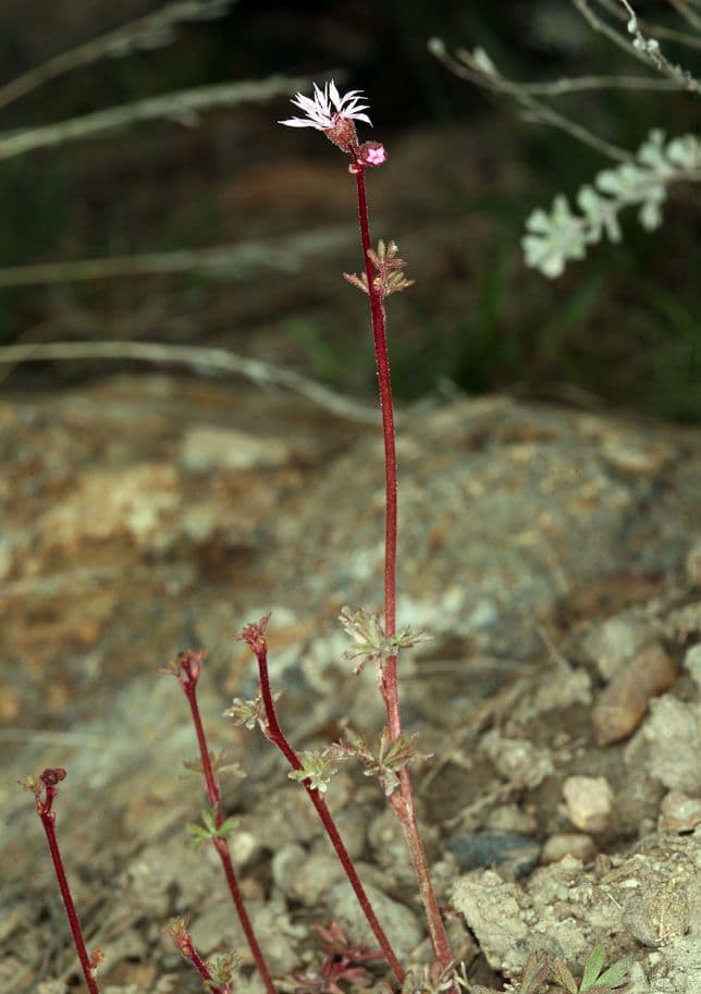Lithophragma 10